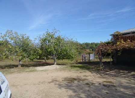 Finca de 3 ha de cerezos. Jaraíz de la Vera V108