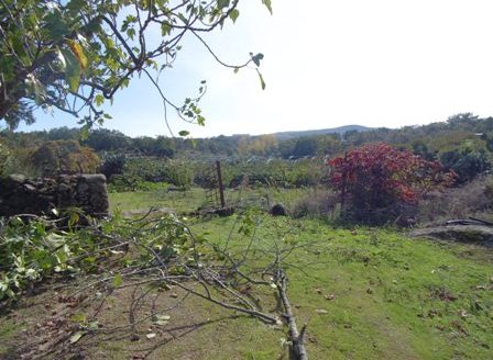 Finca de 3 ha de cerezos. Jaraíz de la Vera V108