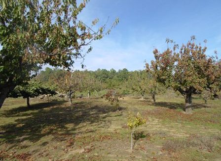 Finca de 3 ha de cerezos. Jaraíz de la Vera V108