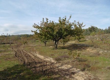 Finca de 3 ha de cerezos. Jaraíz de la Vera V108