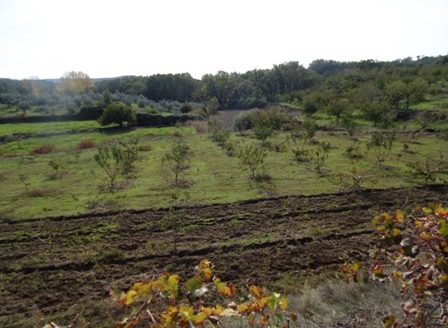 Finca de 3 ha de cerezos. Jaraíz de la Vera V108