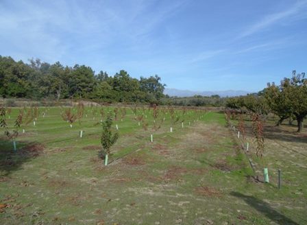Finca de 3 ha de cerezos. Jaraíz de la Vera V108